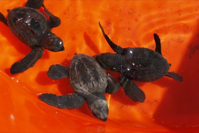 Three newly hatched sea turtles swim in glistening water in an orange tub.