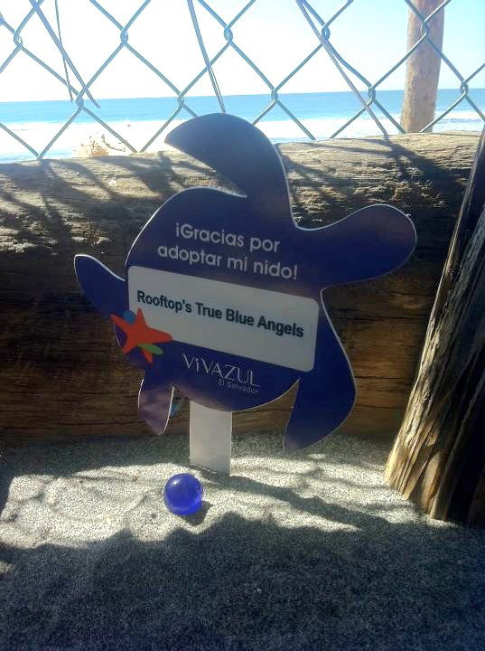 One blue marble bathed in sunlight rests in the sand below a sign shaped like a sea turtle that reads, “Gracias por adopter mi nida! - Rooftop’s True Blue Angels - Vivazul.”