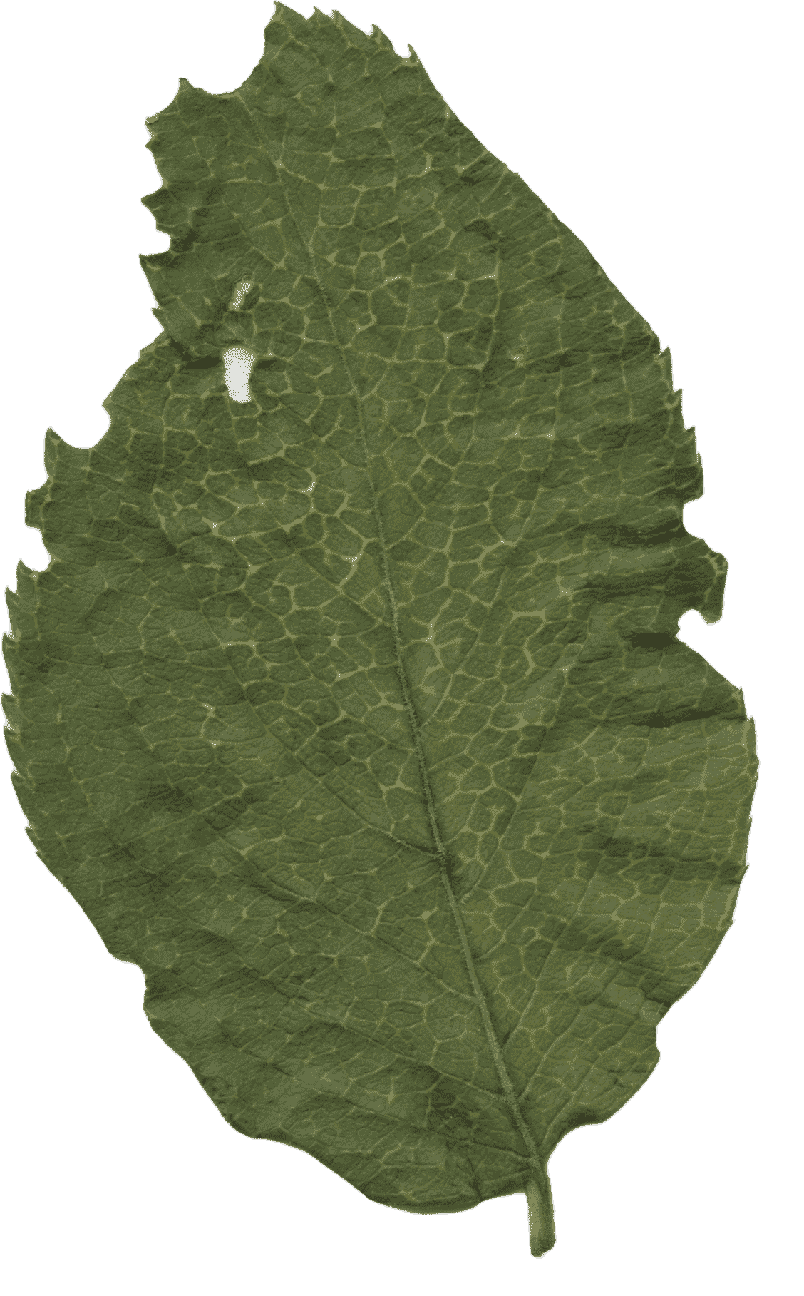 Animated leaf
