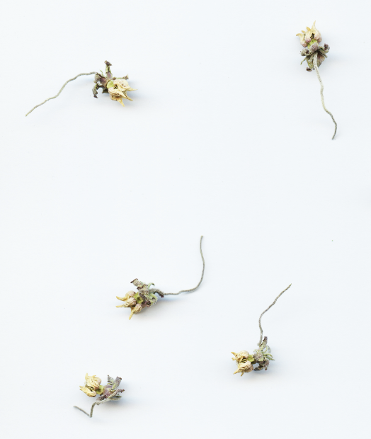 4 milkweed flowers