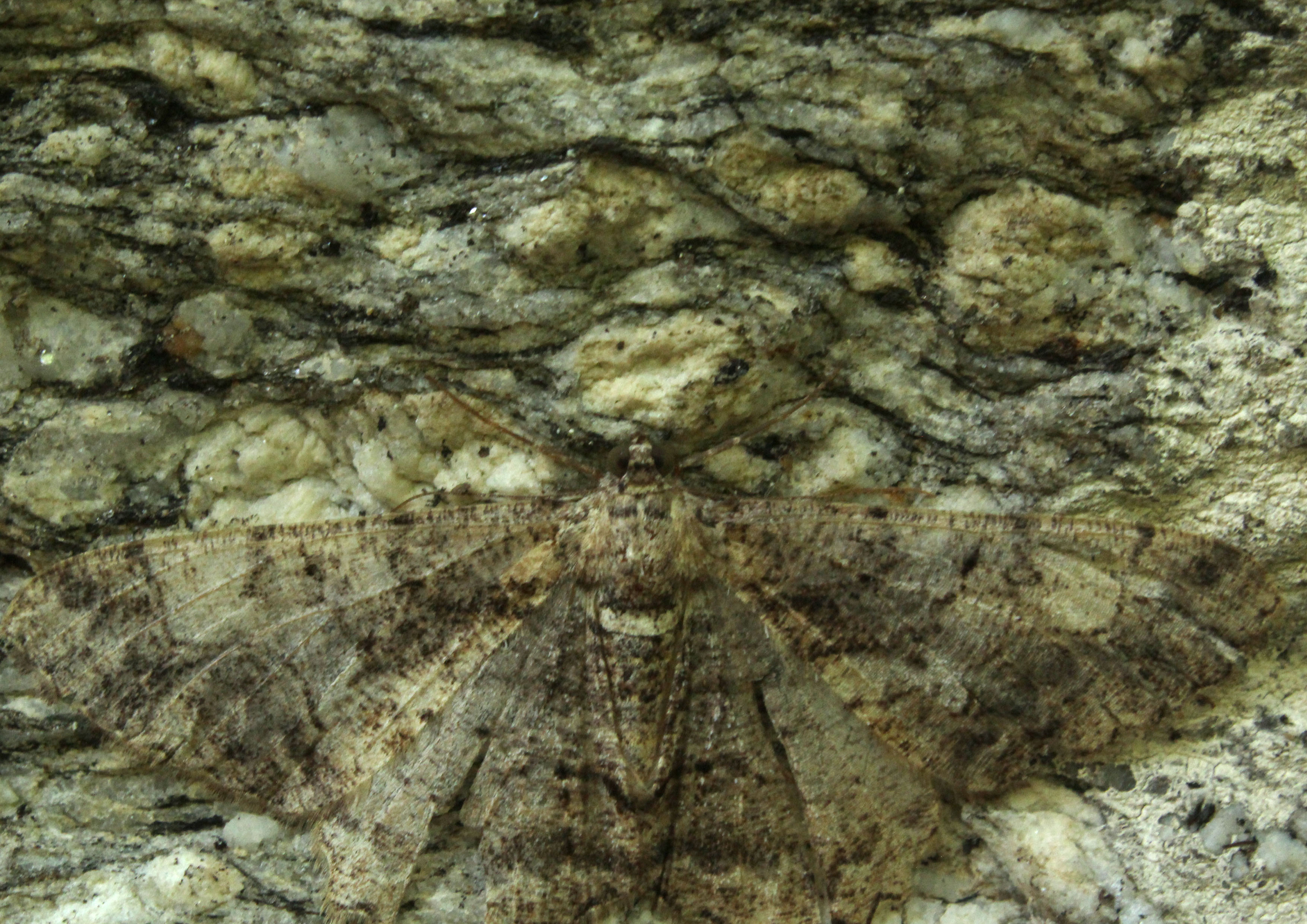 A moth in camouflage